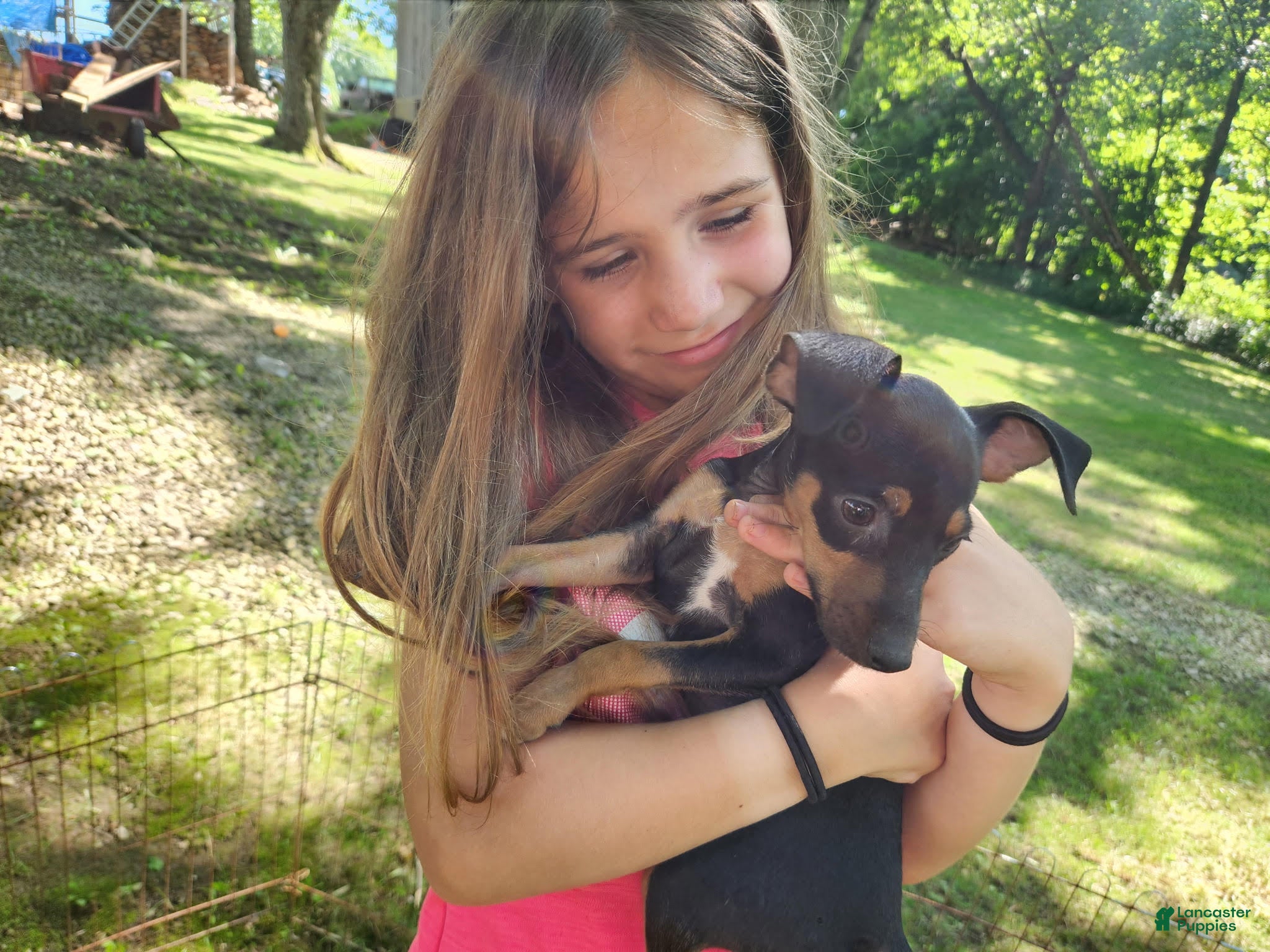 Miniature Pinscher dogs Marco - Ad 2