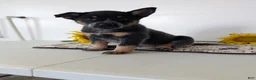 Australian Cattle Dog dogs for sale: Piper  - Ad 7