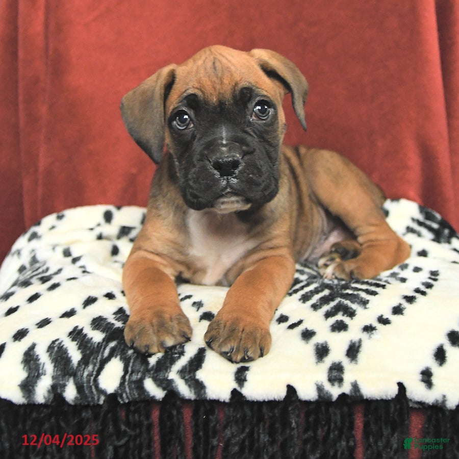 Boxer dogs Rudolph - Ad 8