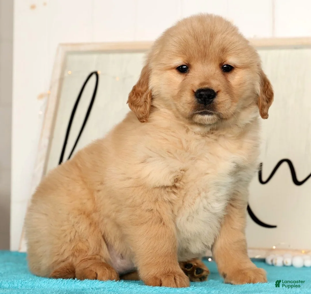 Golden Retriever dogs for sale: Roxey - Ad 4