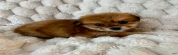 Mixed Breed dogs for sale: Ava - Ad 5
