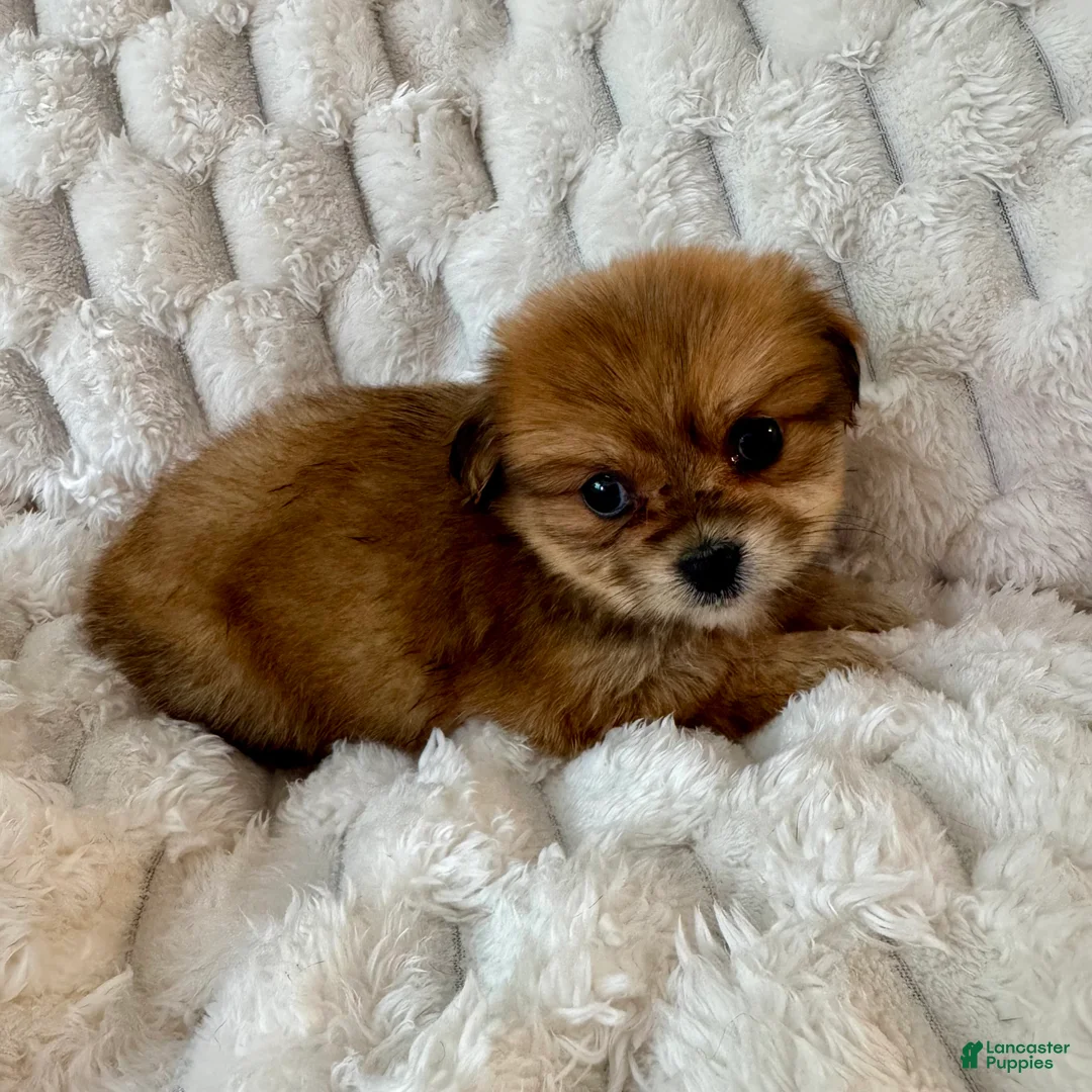Mixed Breed dogs for sale: Ava - Ad 5