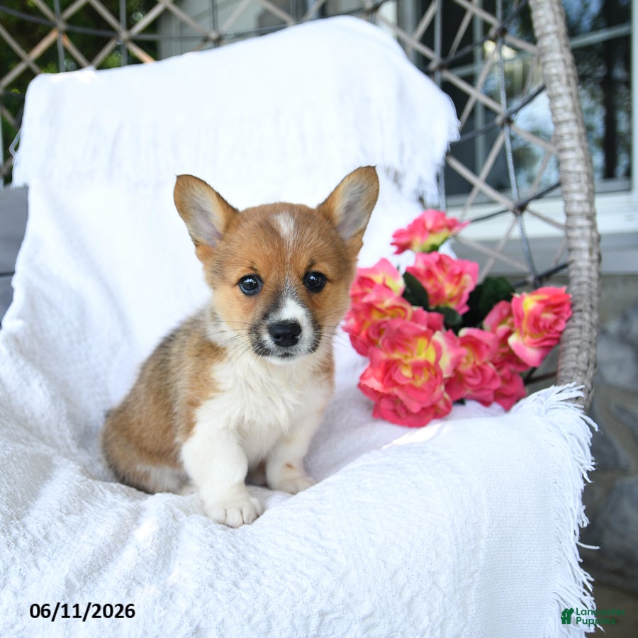 Welsh Corgi Pembroke dogs Kora - Ad 2