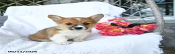 Welsh Corgi Pembroke dogs for sale: Kora - Ad 2