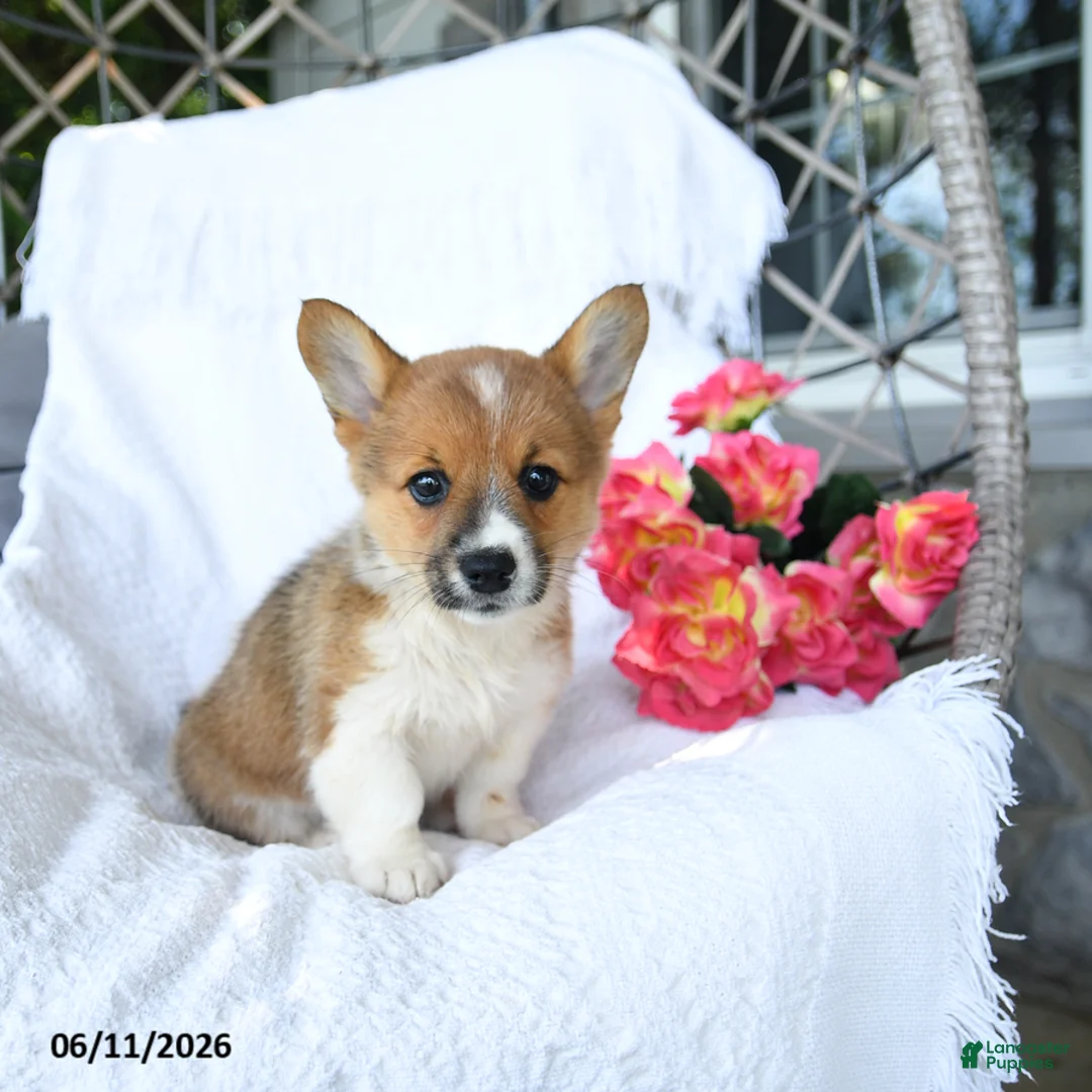 Welsh Corgi Pembroke dogs for sale: Kora - Ad 2