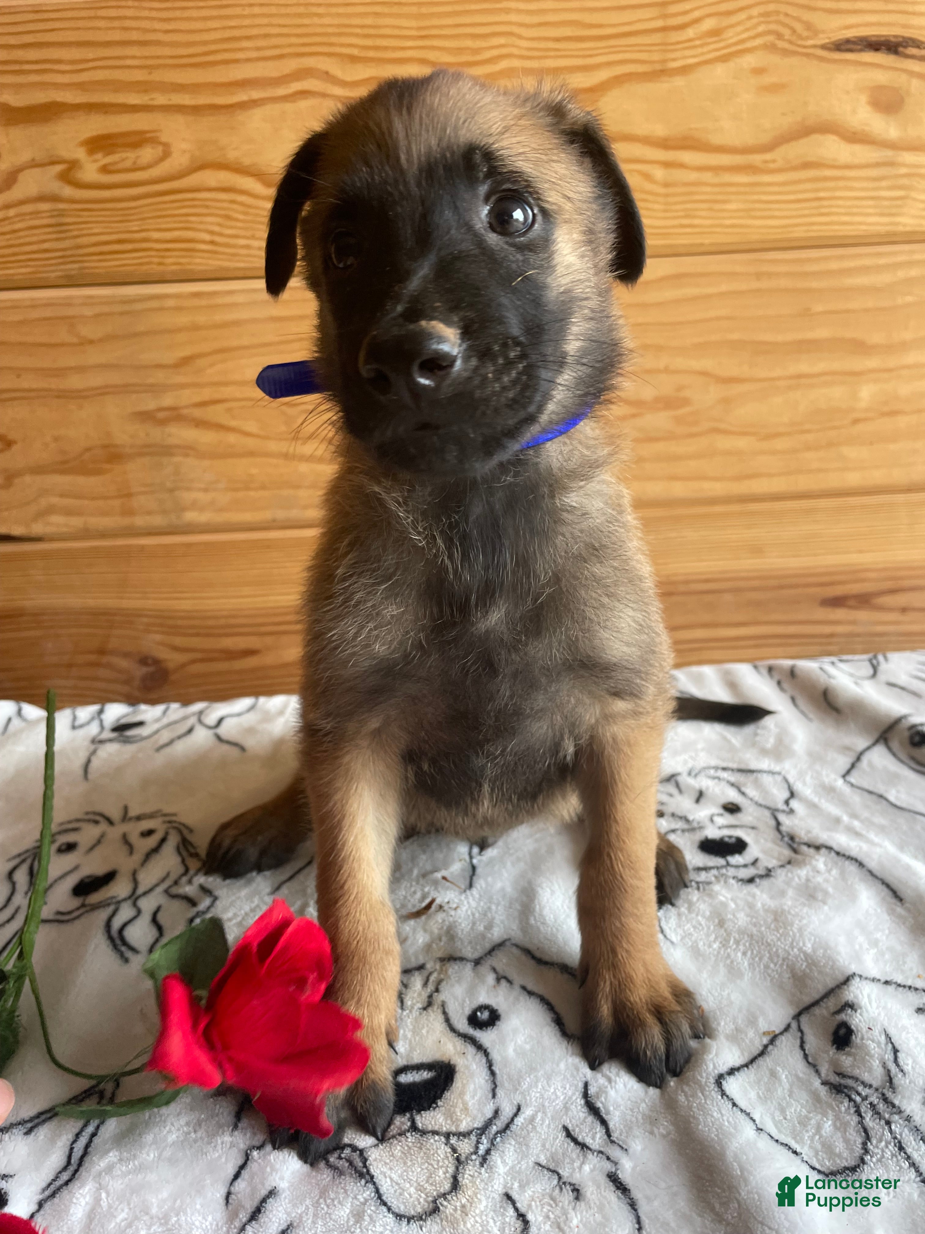 Belgian Malinois dogs Nitro - Ad 41