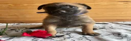 Belgian Malinois dogs for sale: Nitro - Ad 1