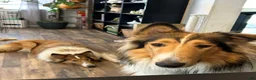 Collie dogs for sale: Autumn - Ad 6
