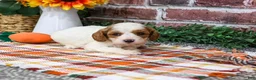 Cavapoo dogs for sale: Axel - Ad 3