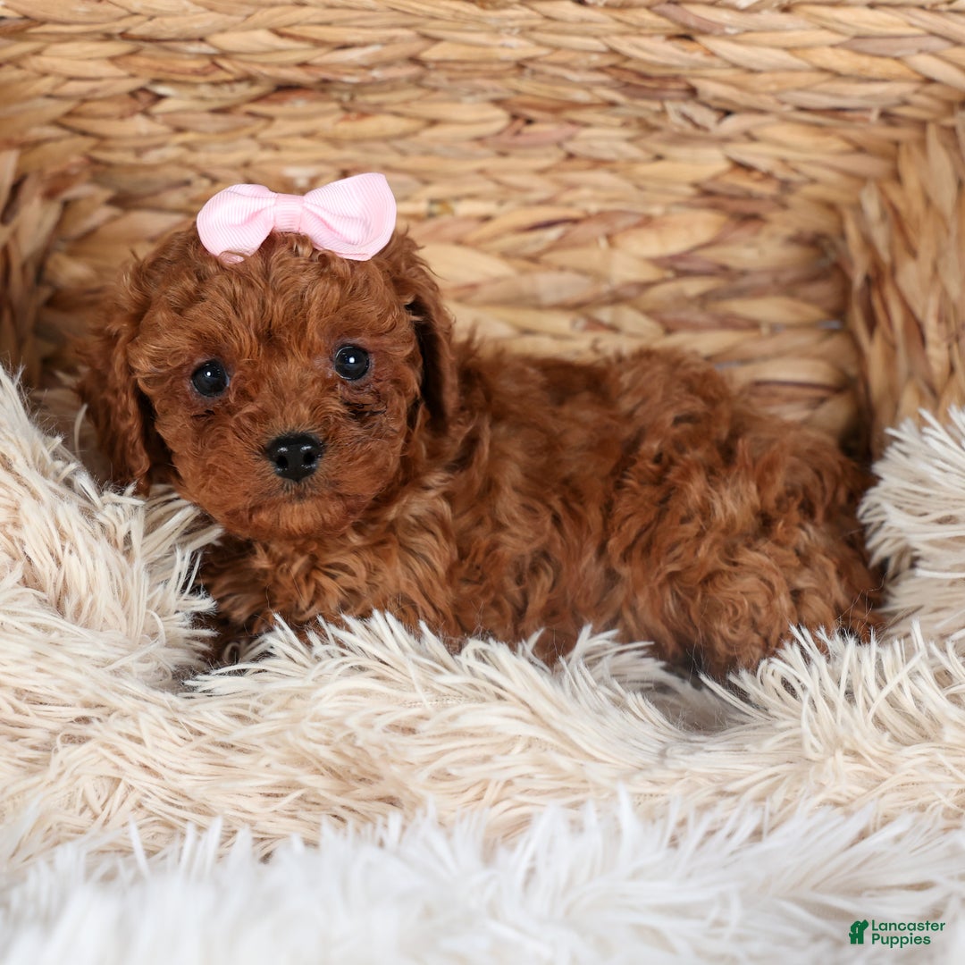 Cavapoo dogs for sale: OMA - Ad 11