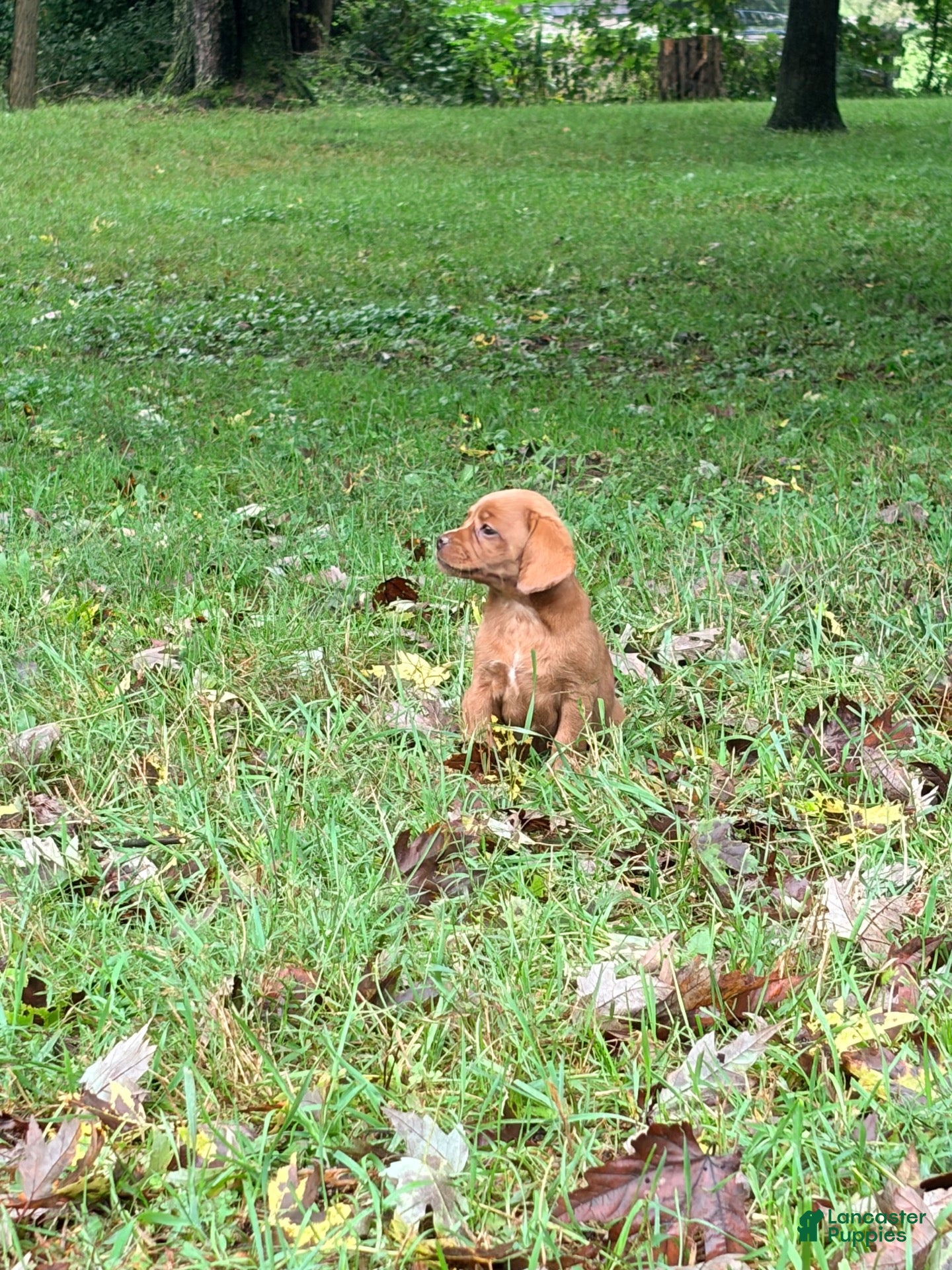 Mixed Breed dogs Mixed Breed 1 - Ad 1