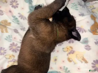 Belgian Malinois dogs Belgian Malinois - Gray Collar - Ad 4