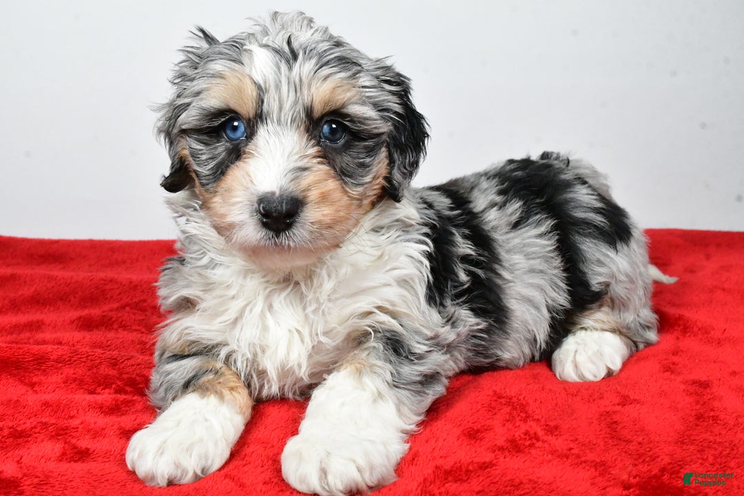 Mixed Breed dogs for sale: Grant - Ad 7