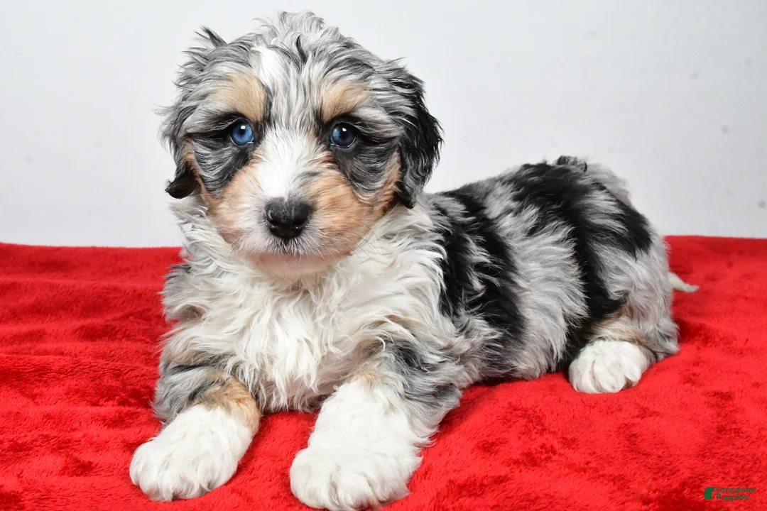 Mixed Breed dogs for sale: Thomas - Ad 15