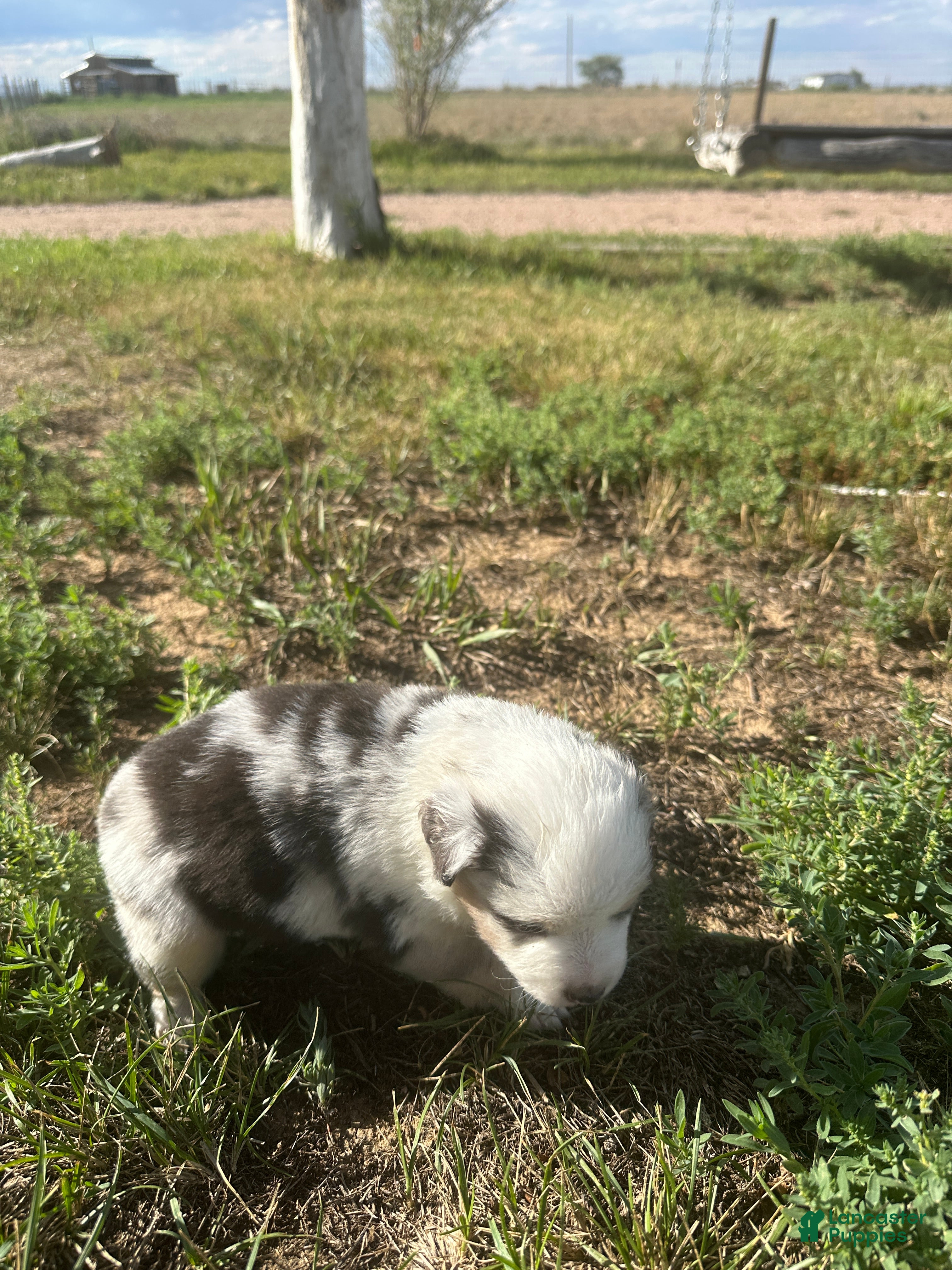 Miniature Australian Shepherd dogs Merle Girl 1 - Ad 2