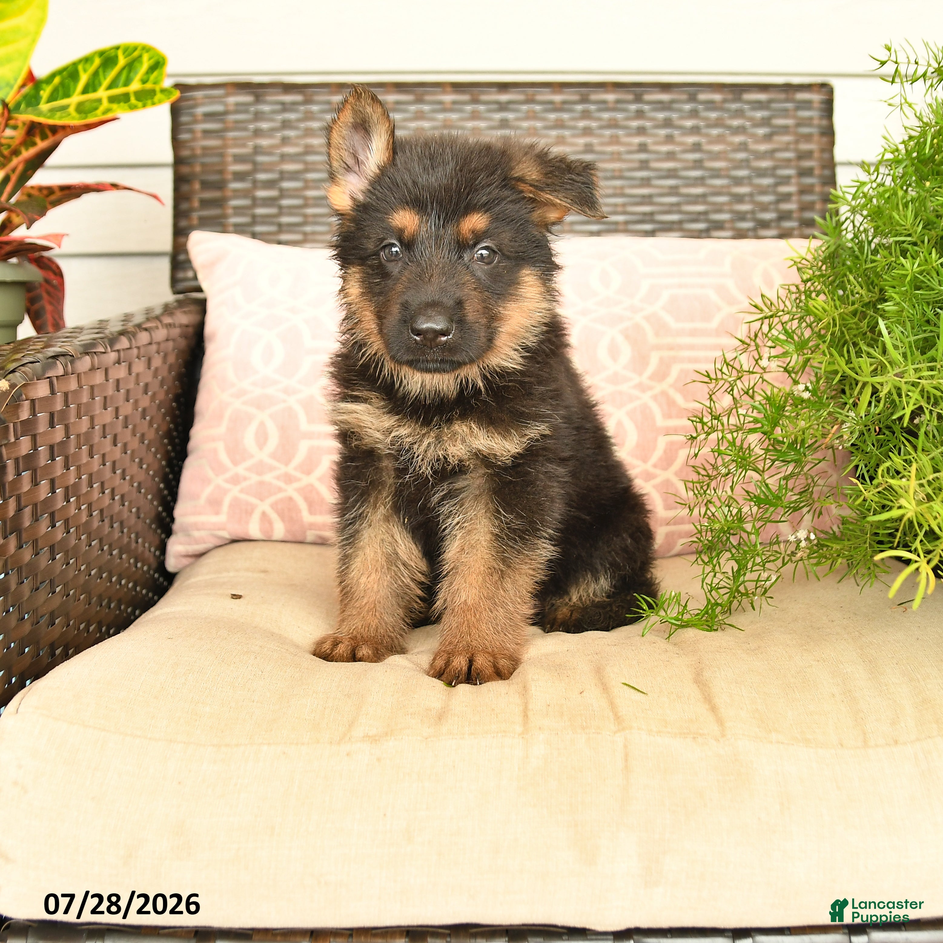 German Shepherd dogs Lincoln - Ad 1
