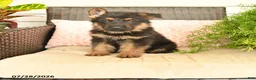German Shepherd dogs for sale: Lincoln - Ad 1