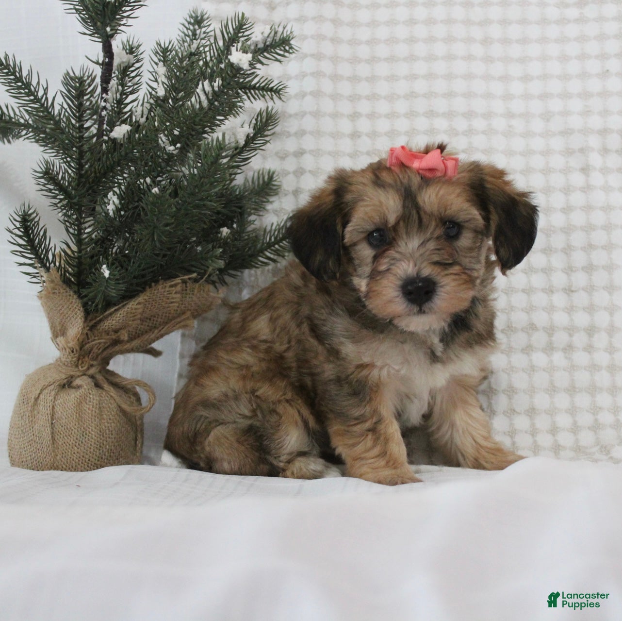 Yorkiepoo dogs Aurora - Ad 39