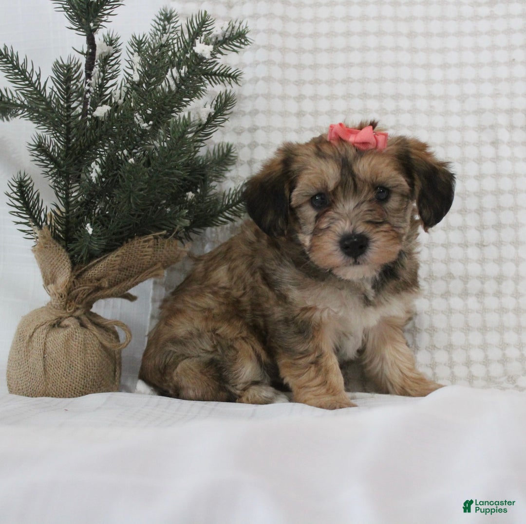Yorkiepoo dogs for sale: Aurora - Ad 1
