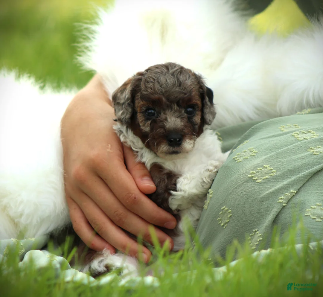 Bichpoo dogs for sale: River - Ad 1