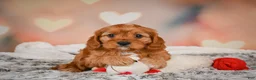 Cavapoo dogs for sale: LUNA - Ad 13