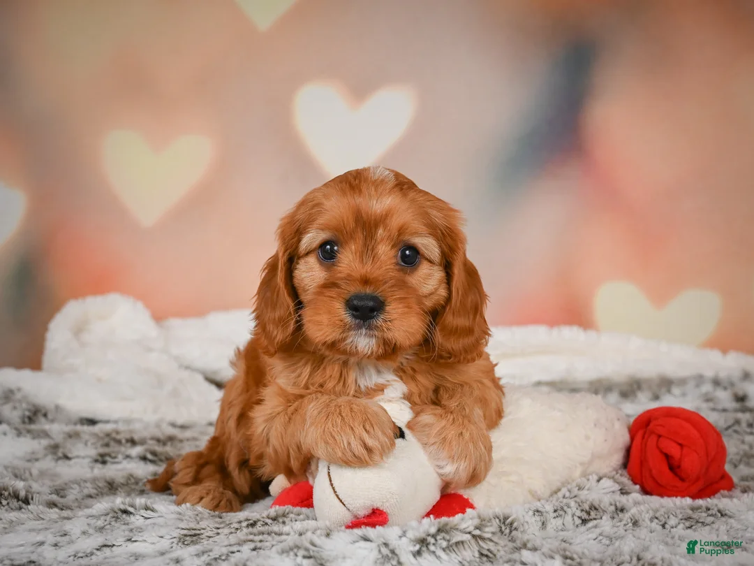 Cavapoo dogs for sale: LUNA - Ad 13