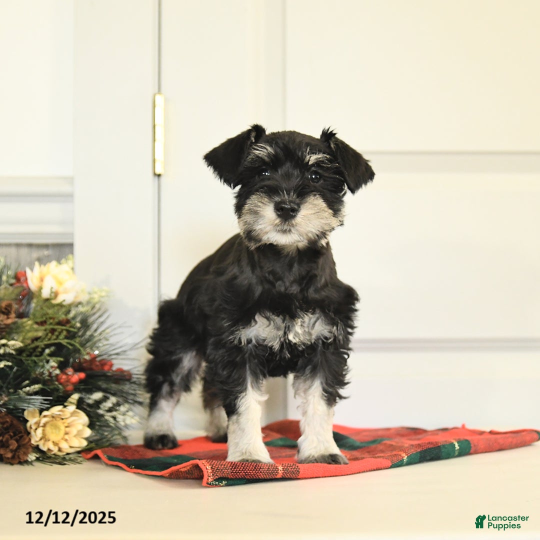 Miniature Schnauzer dogs for sale: Tinsel - Ad 3