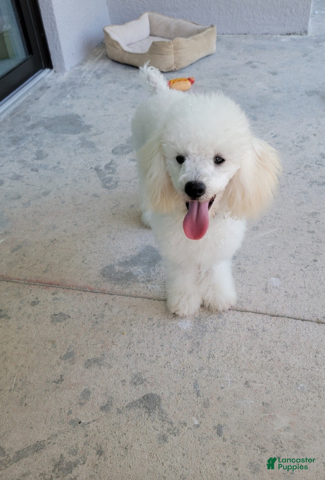 Toy Poodle dogs for sale: Edel - Ad 5