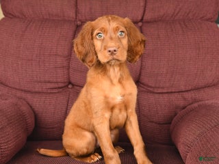 Irish Setter dogs - Ad 9