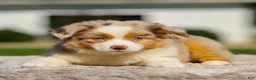 Miniature Australian Shepherd dogs for sale: Harper - Ad 2