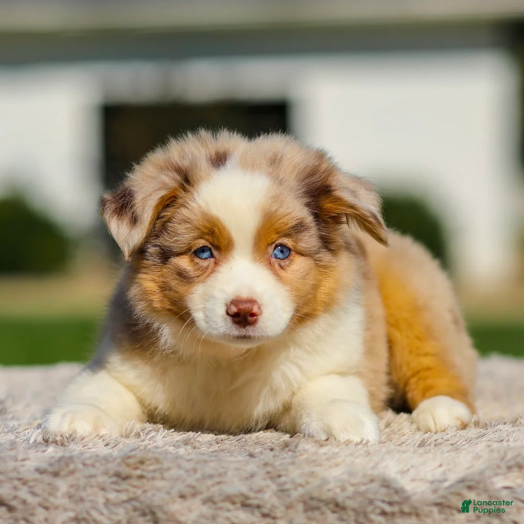 Miniature Australian Shepherd dogs for sale: Harper - Ad 2