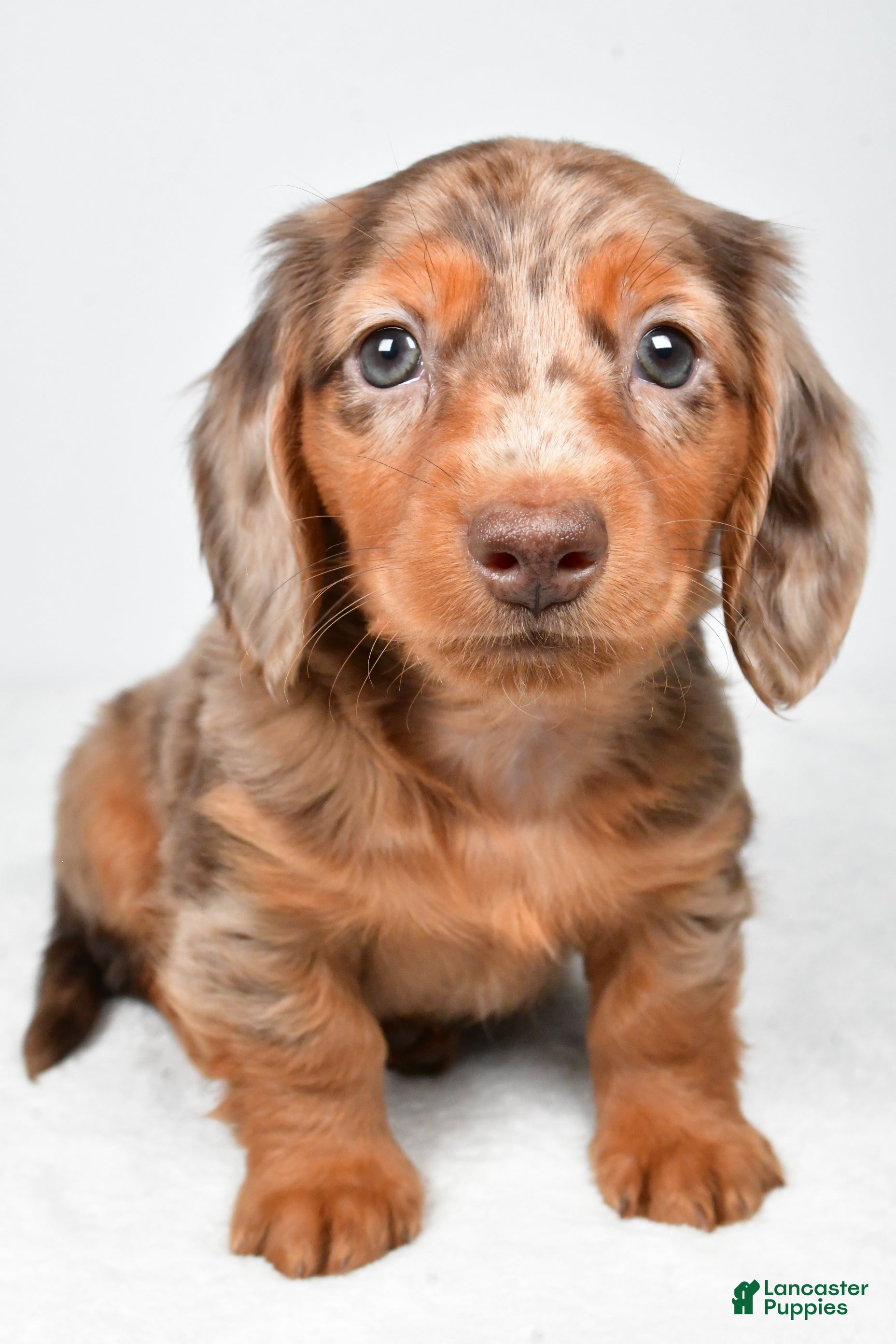 Miniature Dachshund dogs Max - Ad 2