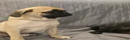 Pug dogs for sale: Pug Puppy 2 - Ad 7