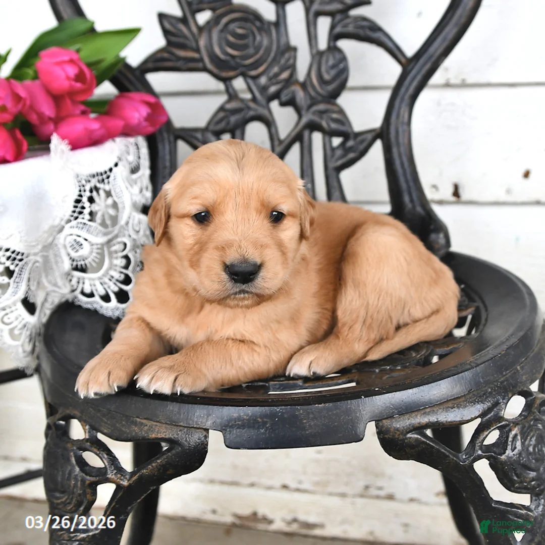 Golden Retriever dogs for sale: Floyd - Ad 1