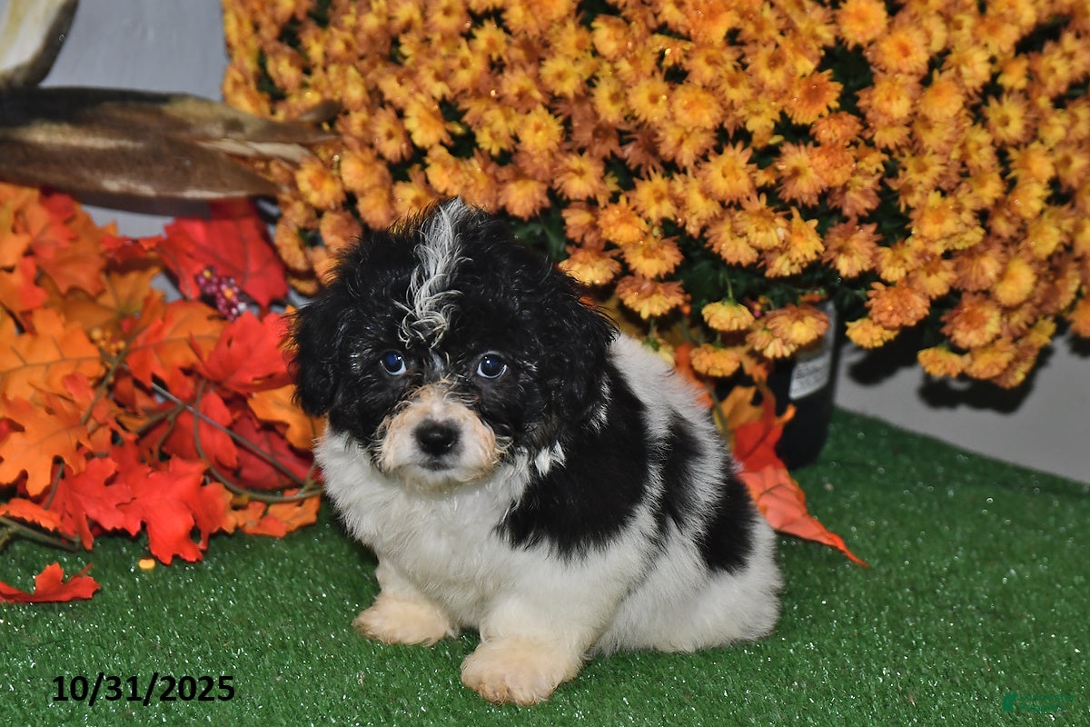 Teddy Bear dogs Nate - Ad 41