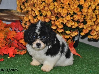 Teddy Bear dogs Nate - Ad 39