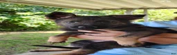 German Shepherd dogs for sale: Mouse - Ad 4