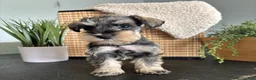 Miniature Schnauzer dogs for sale: Ruby - Ad 13