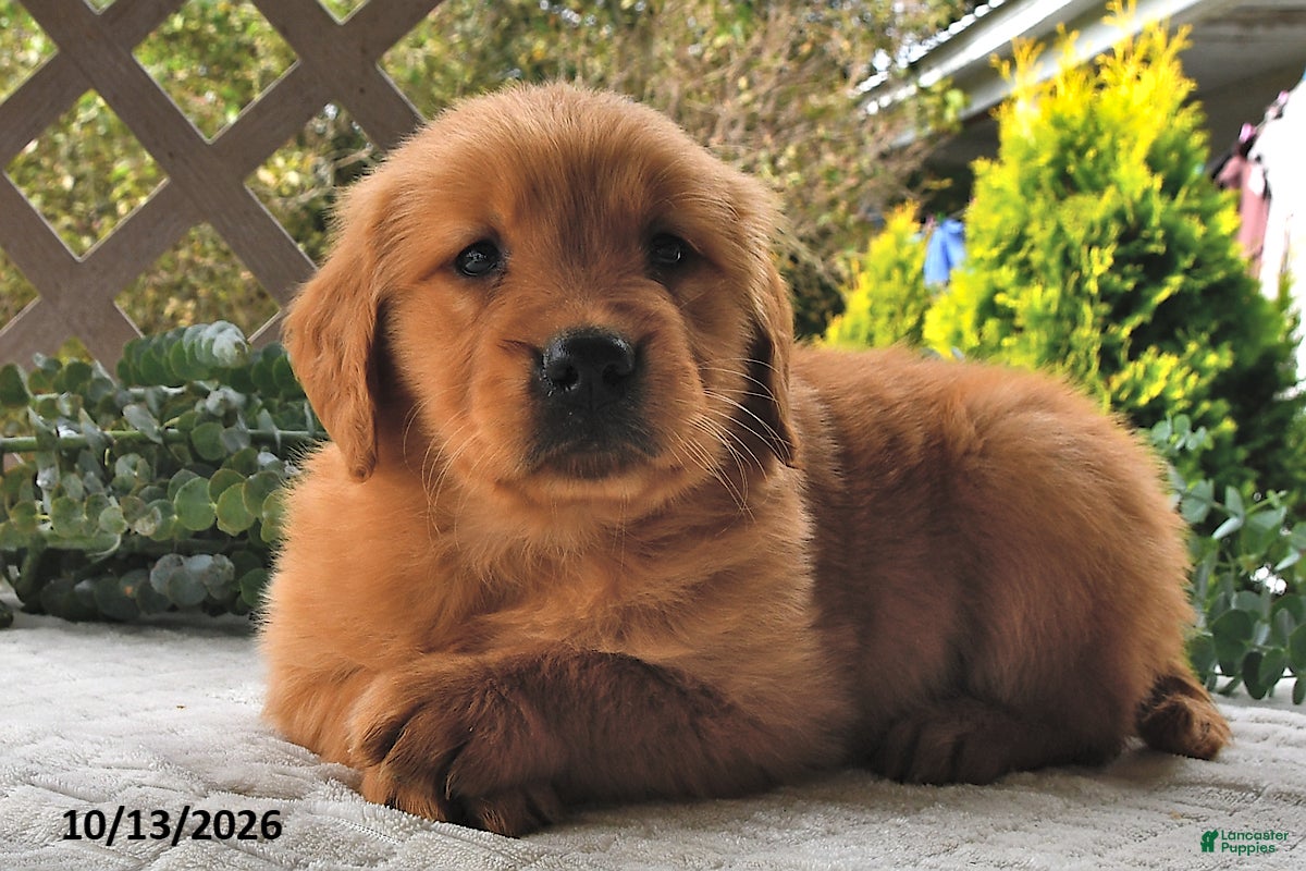 Golden Retriever dogs for sale: Cinnamon   - Ad 2