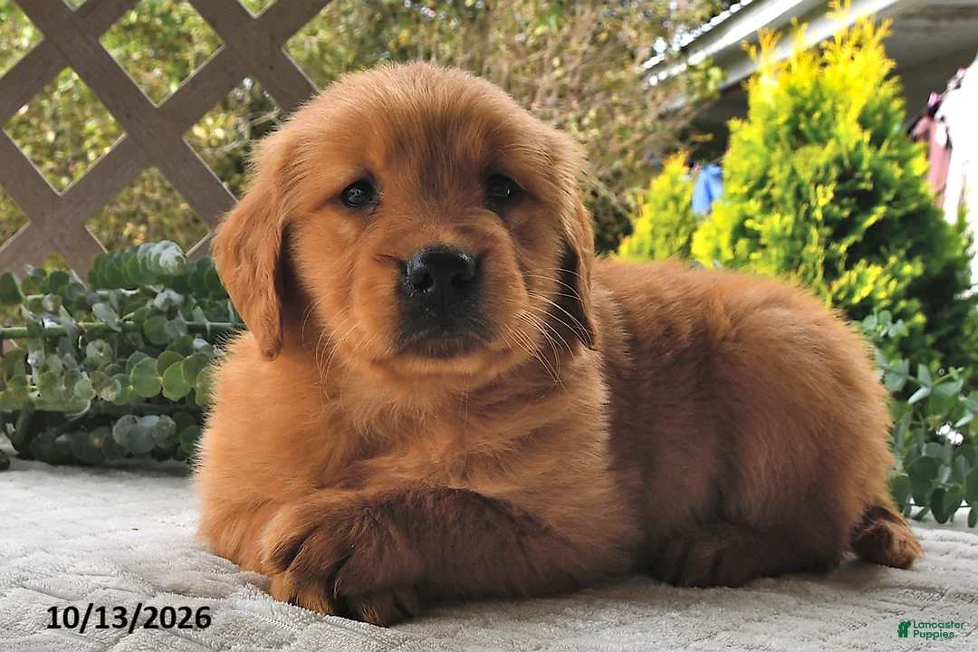 Golden Retriever dogs for sale: Cinnamon   - Ad 2