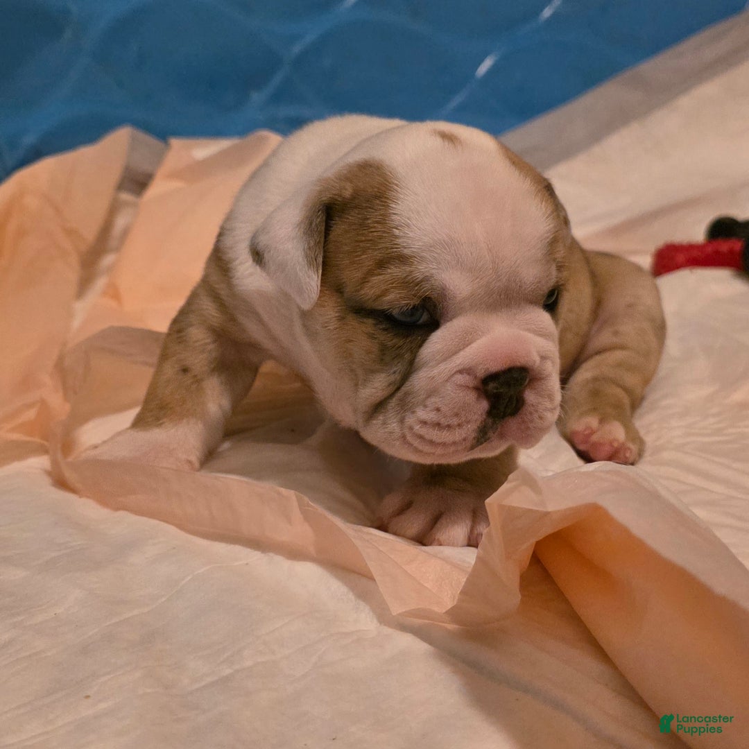 Mixed Breed dogs for sale: OLDE ENGLISH BULLDOG  - Ad 3