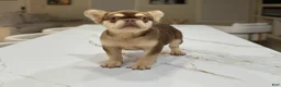 French Bulldog dogs for sale: French Bulldog  - Ad 8