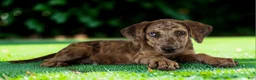 Catahoula Leopard Dog dogs for sale: Tigger 2026 Female 3 - Ad 3