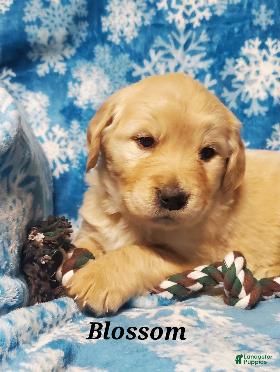 Golden Retriever dogs Blossom - Ad 23