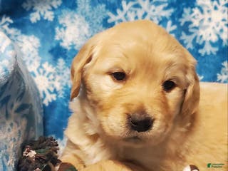 Golden Retriever dogs Blossom - Ad 23