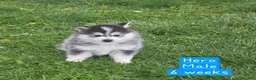 Pomsky dogs for sale: Hero - Ad 1