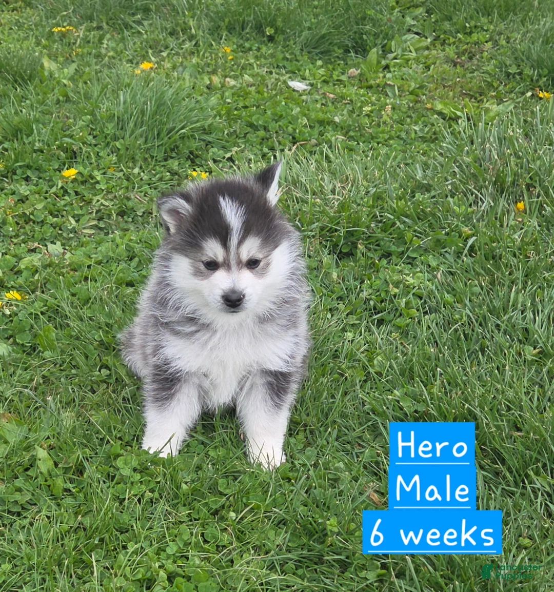 Pomsky dogs for sale: Hero - Ad 1