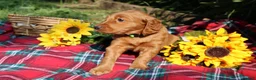 Mixed Breed dogs for sale: Lily - Irish Goldendoodle - Ad 4