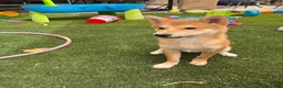 Shiba Inu dogs for sale: Shiba Inu Puppy 1 - Ad 3