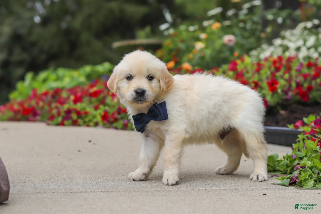 Golden Retriever dogs for sale: Burnell - Ad 1